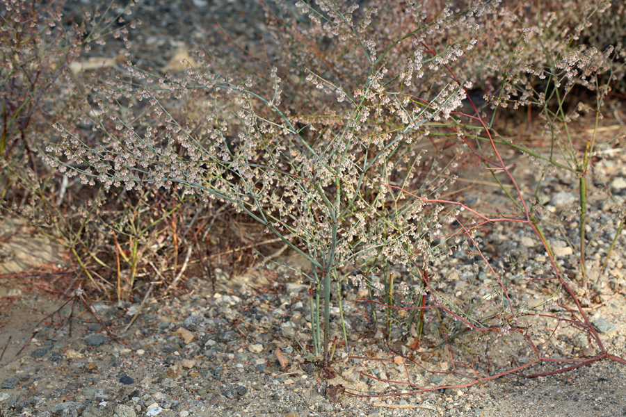 Image de Eriogonum deflexum var. baratum (Elmer) Reveal