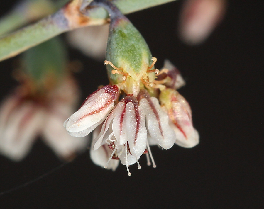 Image of flatcrown buckwheat