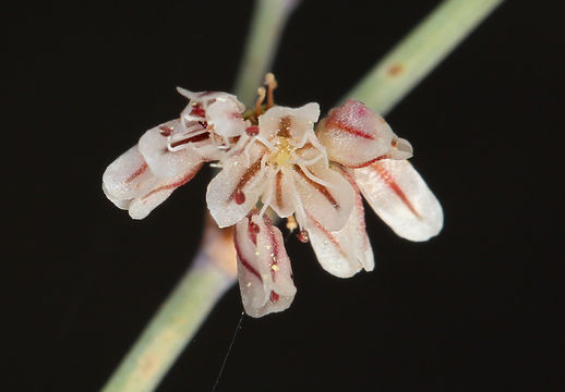 Image de Eriogonum deflexum var. baratum (Elmer) Reveal