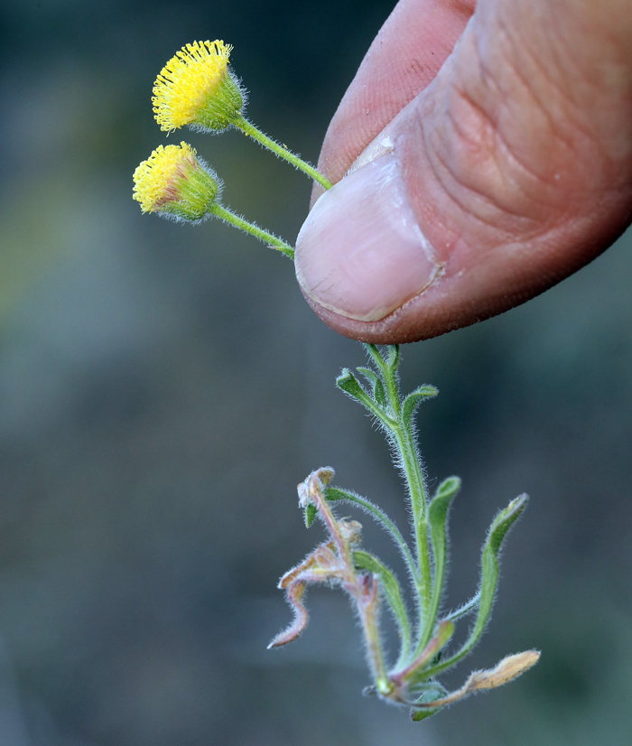 Image of <i>Erigeron <i>aphanactis</i></i> var. aphanactis