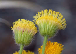Image of <i>Erigeron <i>aphanactis</i></i> var. aphanactis
