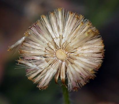 Image of <i>Erigeron <i>aphanactis</i></i> var. aphanactis