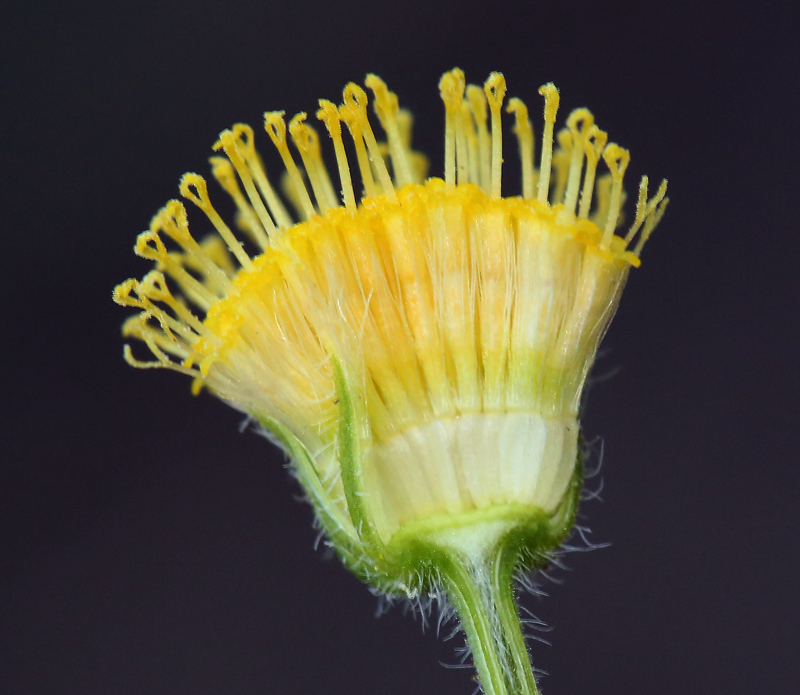 Image of <i>Erigeron <i>aphanactis</i></i> var. aphanactis