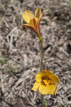 Habranthus tubispathus (L'Hér.) Traub resmi