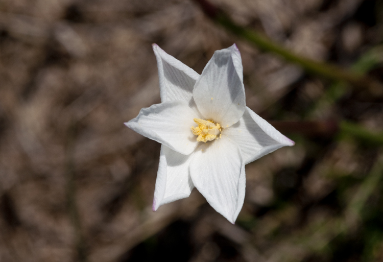 Imagem de Zephyranthes chlorosolen (Herb.) D. Dietr.