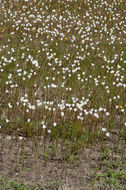 Imagem de Zephyranthes chlorosolen (Herb.) D. Dietr.