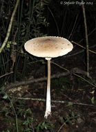 Слика од Macrolepiota excoriata (Schaeff.) Wasser 1978