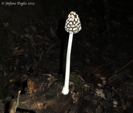 Imagem de Coprinopsis picacea (Bull.) Redhead, Vilgalys & Moncalvo 2001