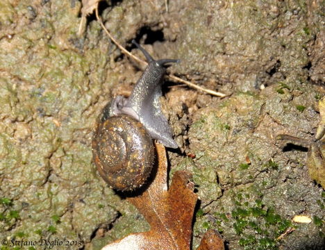 Image of Campylaea planospira (Lamarck 1822)