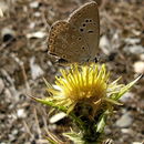 Image of Polyommatus admetus (Esper (1783))