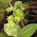 Image de Anoectochilus sandvicensis Lindl.