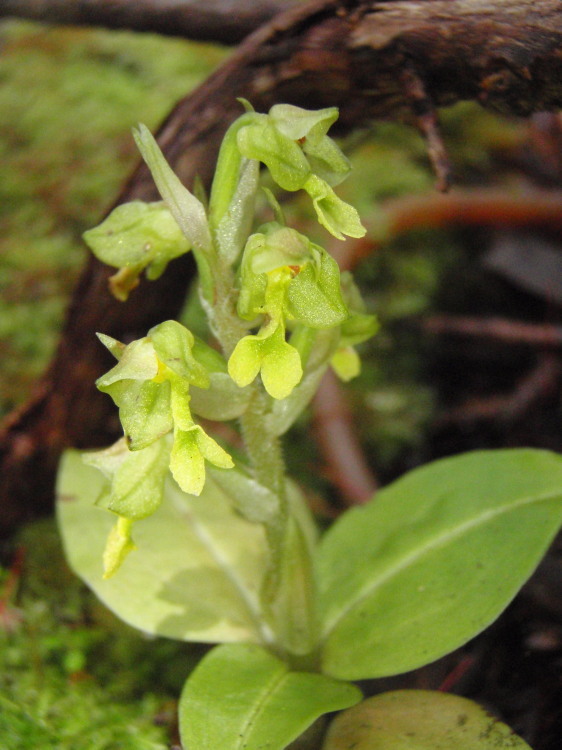 Image de Anoectochilus sandvicensis Lindl.