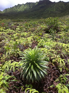 Image of Lobelia wahiawa Lammers