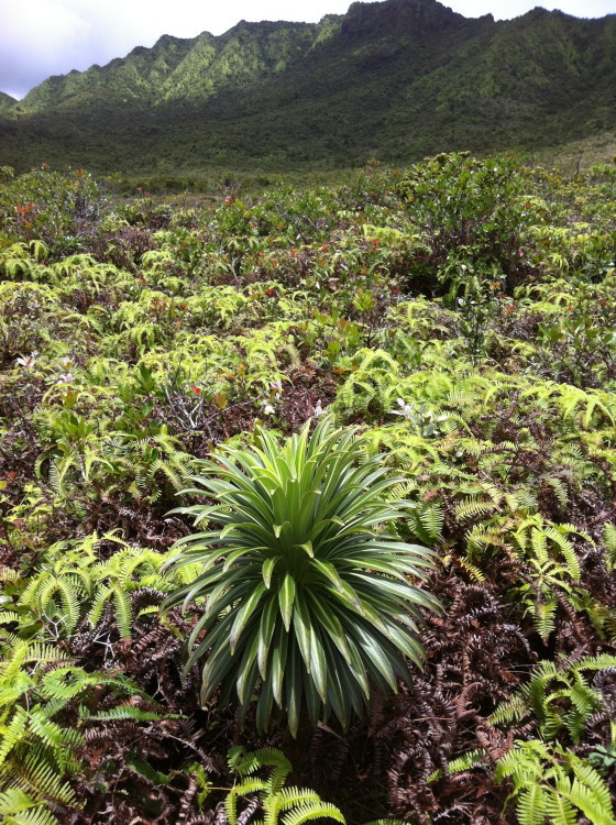 Image de Lobelia wahiawa Lammers