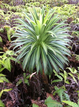 Imagem de Lobelia wahiawa Lammers