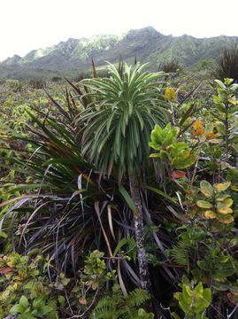 Imagem de Lobelia wahiawa Lammers