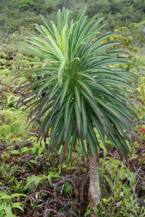 Image de Lobelia wahiawa Lammers