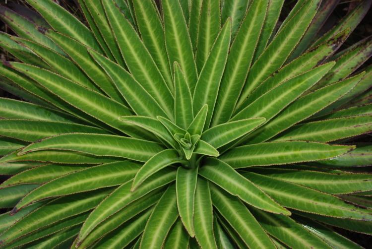 Imagem de Lobelia wahiawa Lammers