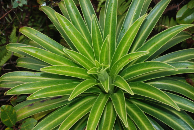 Image de Lobelia wahiawa Lammers