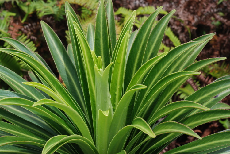 Imagem de Lobelia wahiawa Lammers