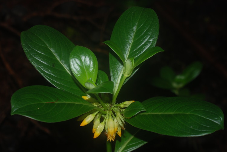 Image of <i>Labordia hedyosmifolia</i>