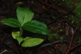 Image de Anoectochilus sandvicensis Lindl.