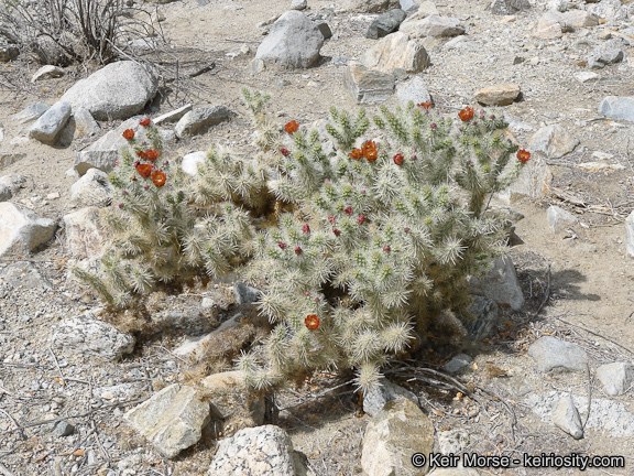 Image of <i>Cylindropuntia chuckwallensis</i>