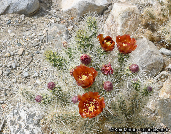 Image of <i>Cylindropuntia chuckwallensis</i>