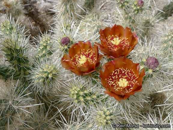 Image of <i>Cylindropuntia chuckwallensis</i>