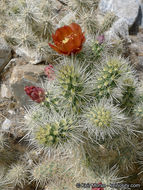 Image of <i>Cylindropuntia chuckwallensis</i>