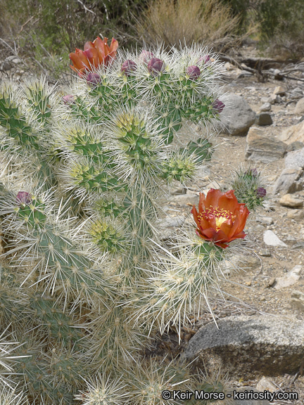 Image of <i>Cylindropuntia chuckwallensis</i>