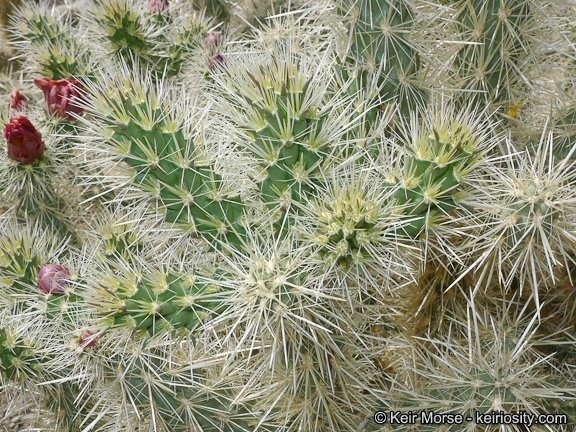 Image of <i>Cylindropuntia chuckwallensis</i>