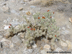 Image of <i>Cylindropuntia chuckwallensis</i>