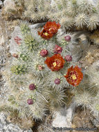 Image of <i>Cylindropuntia chuckwallensis</i>