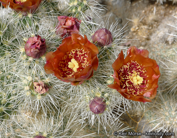 Image of <i>Cylindropuntia chuckwallensis</i>