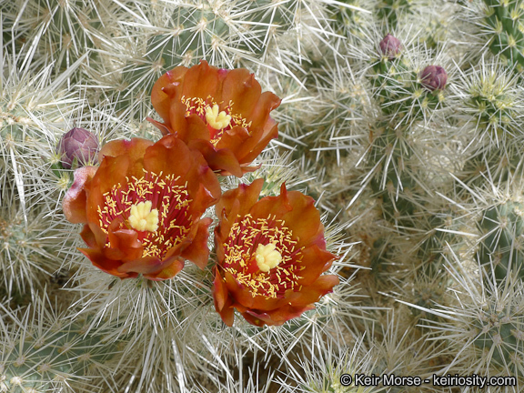 Image of <i>Cylindropuntia chuckwallensis</i>