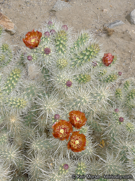 Image of <i>Cylindropuntia chuckwallensis</i>