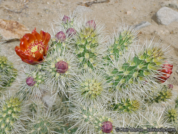 Image of <i>Cylindropuntia chuckwallensis</i>