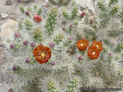 Image of <i>Cylindropuntia chuckwallensis</i>