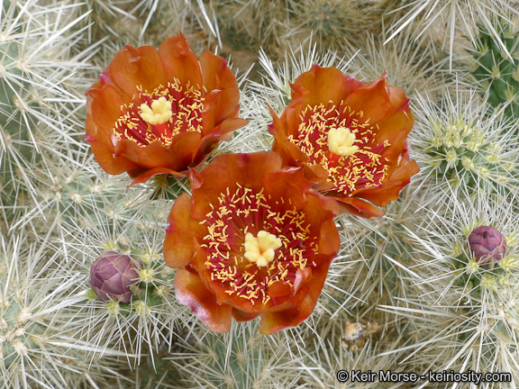 Image of <i>Cylindropuntia chuckwallensis</i>