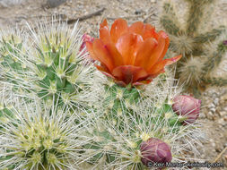 Image of <i>Cylindropuntia chuckwallensis</i>