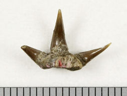 Image of <i>Chlamydoselachus tobleri</i>