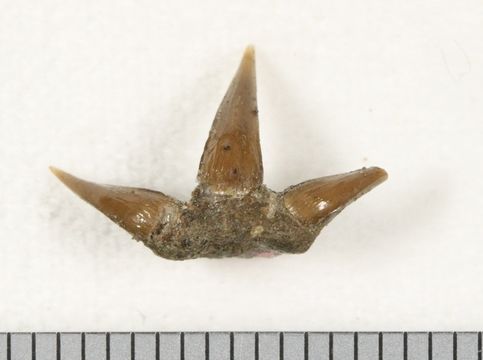 Image of <i>Chlamydoselachus tobleri</i>