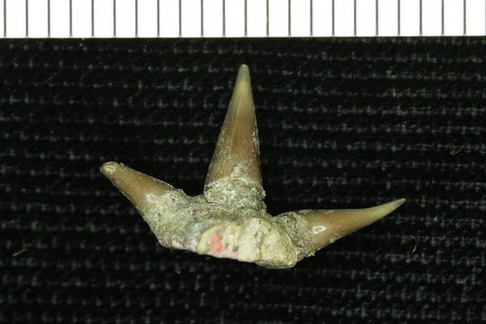 Image of <i>Chlamydoselachus tobleri</i>
