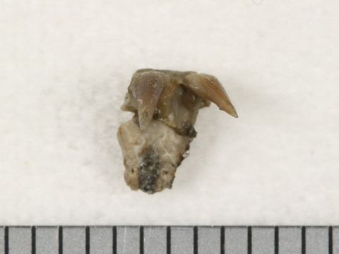 Image of <i>Chlamydoselachus tobleri</i>