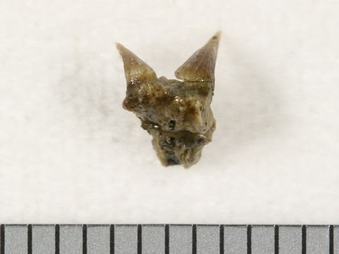 Image of <i>Chlamydoselachus tobleri</i>