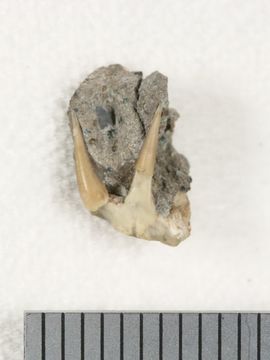 Image of <i>Chlamydoselachus tobleri</i>