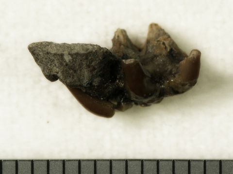 Image of <i>Chlamydoselachus tobleri</i>