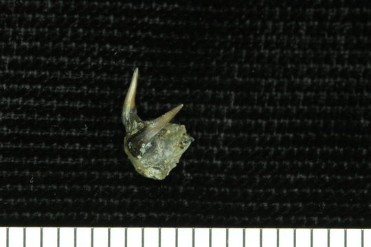 Image of <i>Chlamydoselachus tobleri</i>