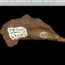 Image of <i>Aphelodus anapes</i>